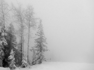 Obraz premium Snowy Scene Pine and Birch Trees in snow room for copy on white background- Black and White