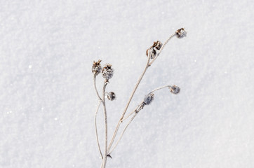 a snowed texture background with a dried flower