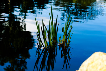water grass - Stow Lake in Golden Gate Park