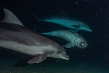 Dolphins swimming in the Red Sea, Eilat Israel 