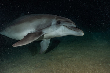 Dolphin swimming in the Red Sea, Eilat Israel