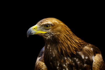Image of golden hawk on black background. Birds. Wild Animals.