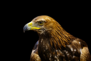 Naklejka premium Image of golden hawk on black background. Birds. Wild Animals.
