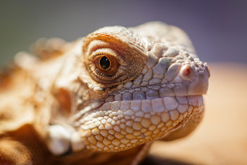 Image of a lizard head on nature background. Reptile. Animals.
