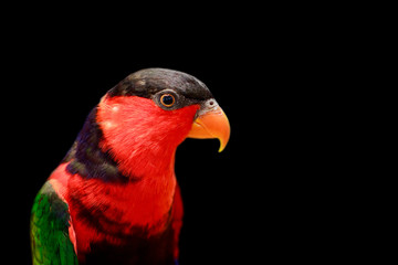 Image of parrot on black background. Birds. Wild Animals.