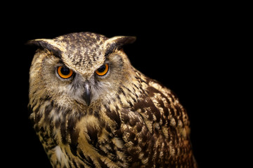 Image of an owl on black background. Birds. Wild Animals.