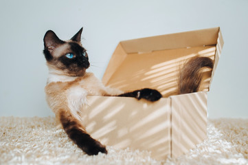 Resting a cat in his house, a cardboard box. Brazen and lazy Siamese cat boss. Full and apathetic...