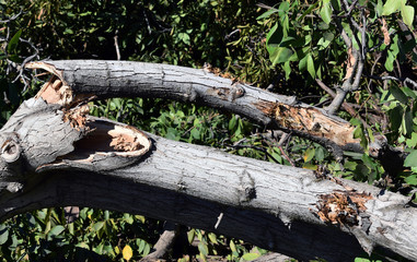 cracks and bruises on branches