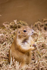 Image of prairie dog on the dry grass. Pet. Wild Animals.