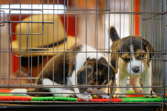Image of beagle puppy is in the cage. Dog. Pet. Animals.