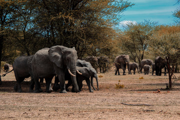 Naklejka na ściany i meble Grosse Gruppe von Elefanten im Tarangire Nationalpark