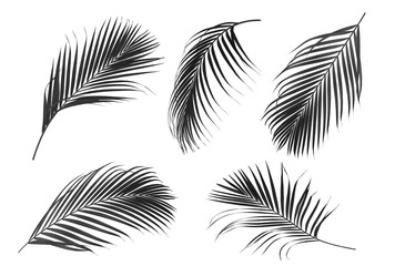  Collection of Palm leaf which sway in black and white tone solated on white background .