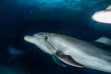 Fototapeta premium Dolphin swimming in the Red Sea, Eilat Israel