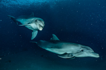Fototapeta na wymiar Dolphins swimming in the Red Sea, Eilat Israel 