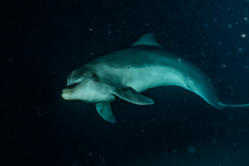Naklejka premium Dolphin swimming in the Red Sea, Eilat Israel