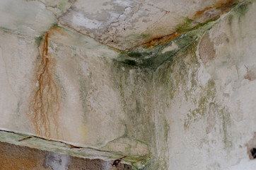 Unhealthy mold damaged walls, ceilings and Floors