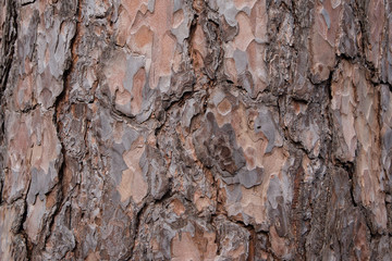 Bark of an old tree in the park as texture. Tree bark in the background. Tree bark texture. Wood background