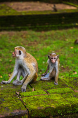 Gray macaque mother and baby sitting on moss covered ruins