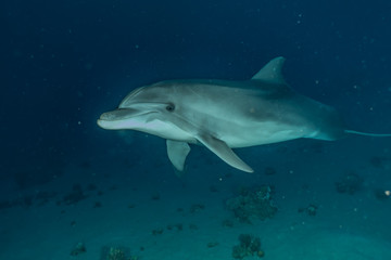 Obraz premium Dolphin swimming in the Red Sea, Eilat Israel