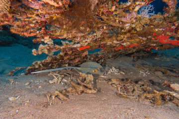 Blue spotted stingray On the seabed  in the Red Sea