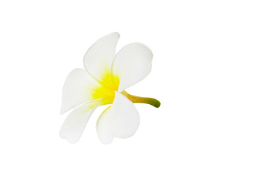 White tropical flowers frangipani (plumeria) isolated on white background with clipping path..