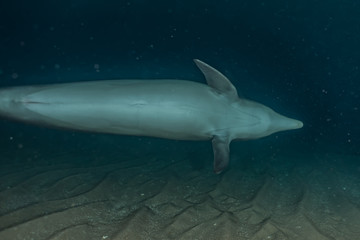 Dolphin swimming in the Red Sea, Eilat Israel