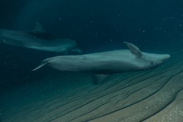 Fototapeta premium Dolphins swimming in the Red Sea, Eilat Israel 