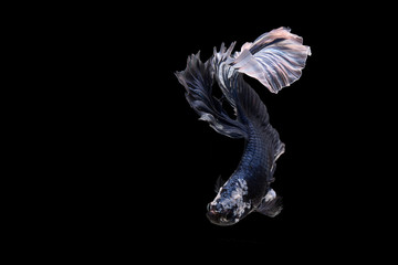 Fototapeta na wymiar Blue white Siamese Fighting fish 