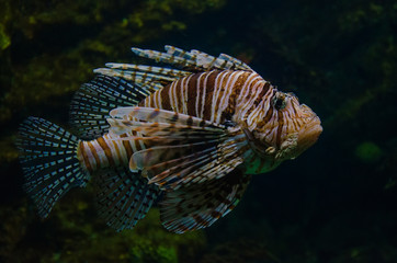 Fototapeta na wymiar Red lionfish aquarium fish
