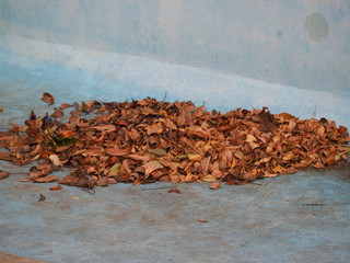 dry leaves in an outdoor swimming pool.