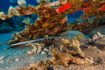 Fototapeta na wymiar Blue spotted stingray On the seabed in the Red Sea