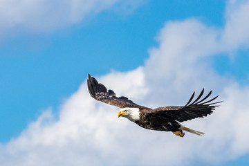 Bald eagle flying in the clouds