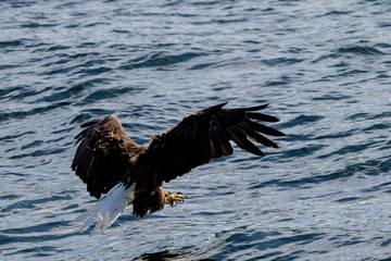 Bald eagle diving at water