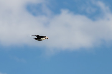 Puffin flying in the sky