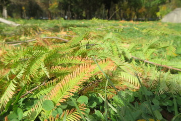 fern in the forest