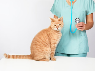 Veterinarian doctor with cat in veterinary clinic.