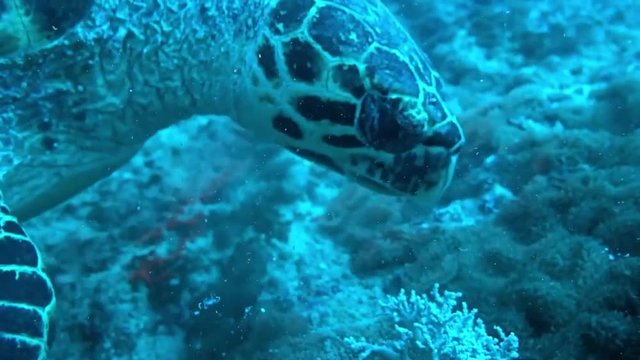 Hawksbill sea turtle in the Red Sea, dahab, blue lagoon sinai