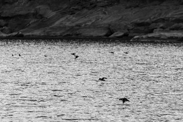 Puffins taking off across the water