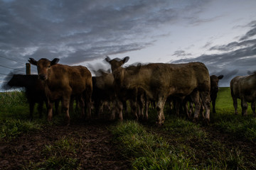 Beef cows and calfs grazing on grass in south west victoria, Australia. eating hay and silage....