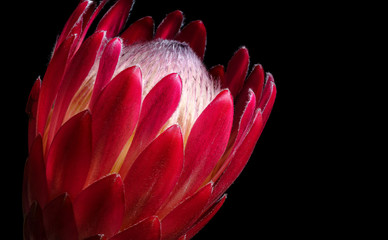 Single Red Protea flower Isolated on Black Backround