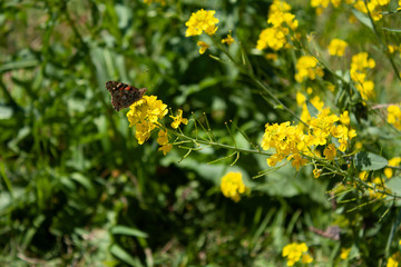 菜の花とキマダラジャノメ