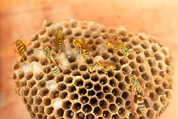 lose-up of bees on the honeycomb in the hive - selective focus