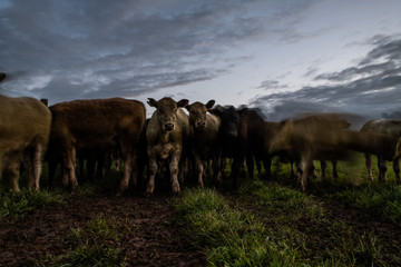 Beef cows and calfs grazing on grass in south west victoria, Australia. eating hay and silage....