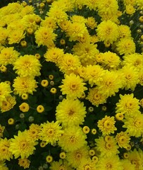 yellow flowers
