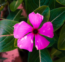 Flower Pink