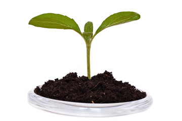 young sunflower sprouts with green leaves in handful of soil on glass base on white background. Isolated