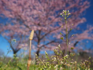 春　ツクシと桜