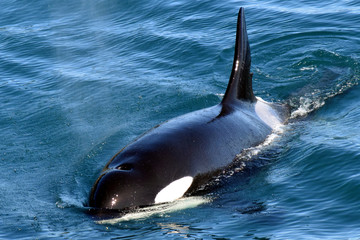 Kenai Fjords Orca
