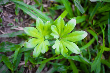 Garden in Champasak town, Laos