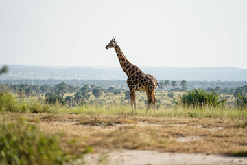 Landscape in Murchison Falls in Uganda